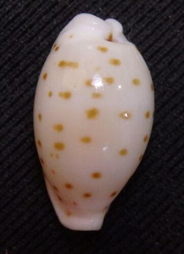 coquilles edspal - Cypraea punctata fusula 12,9 mm F+++ gastéropodes marins coquillages - Photo 1/8