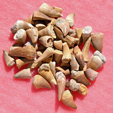 FIFTY A+ Mosasaur teeth, from Morocco #3