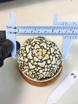 Astrophytum Star Shape (at3) (r7) | Rare Cactus