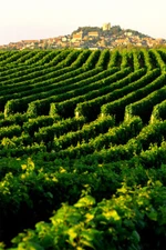 Vineyard In Napa Valley Landscape Nature Wall Art Home Decor - POSTER 20x30