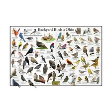 Backyard Birds of Ohio Bird Identification Nature Poster - Bird ID Chart