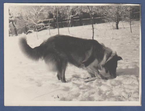 Bellissima foto di cane che gioca nella neve sovietica foto d'epoca URSS