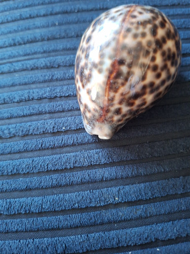 Zwei Kaurimuscheln plus Stachelradmuscheln - Bild 4 von 11