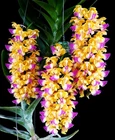 Vanda Aerides houlletiana, Strong Fragrance, Orchid Plant, RARE