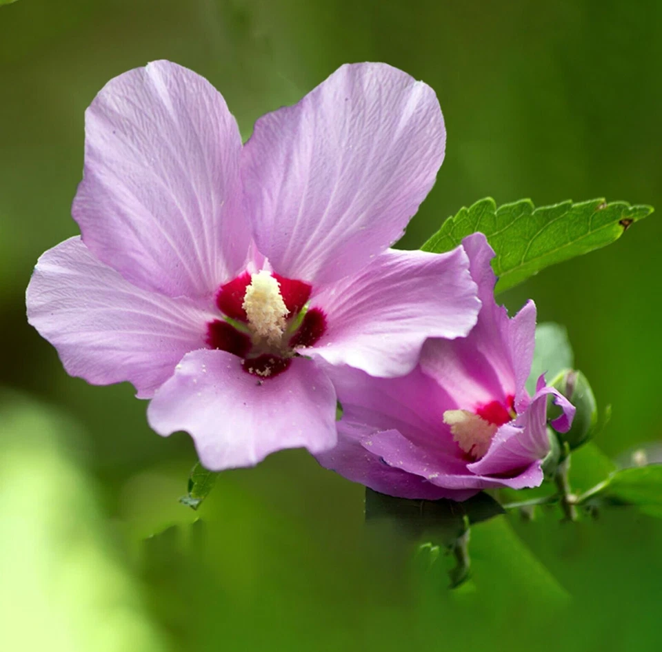 2 Rose Of Sharon Hibiscus Organic Live Plant w/Roots Transplant Starter Bush 1FT - Image 4 of 4