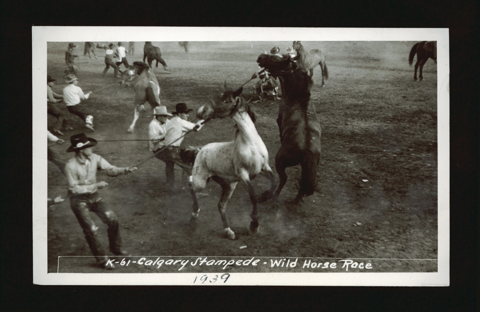 Calgary Stampede - wild horse race - several wild horses being rop- Old ...
