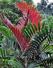 Chambeyronia macrocarpa, Flame Thrower Palm Tree