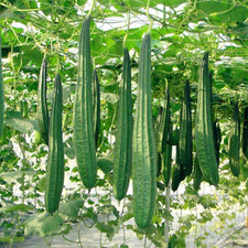 Organic Fresh LOOFAH SPONGE GOURD SEEDS , Growing Home Gardening, Free Ship 20