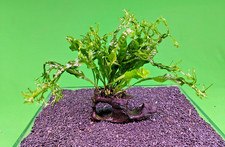 JAVA Fern Windelov on small WOOD bogwood, driftwood Live Aquarium Aquatic Plants