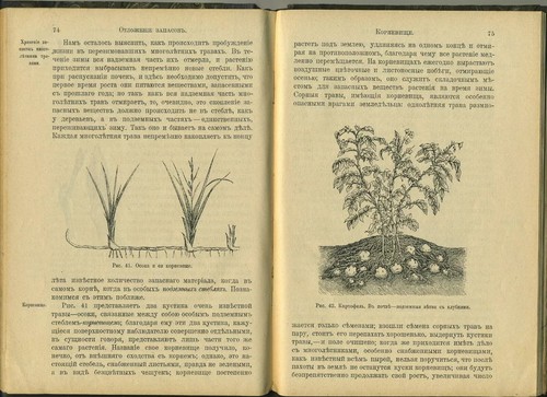 1910 Stories about Plants Russian antique book 107 images Рассказы о растениях - Bild 8 von 12