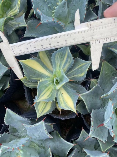 RareSucculent Plant Agave potatorum 'Kisshou-kan-nishiki' Garden 10CM - Picture 7 of 7