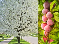 5 AMERICAN PLUM Prunus Americana Red Purple Fruit  White Flower Shrub Tree Seeds