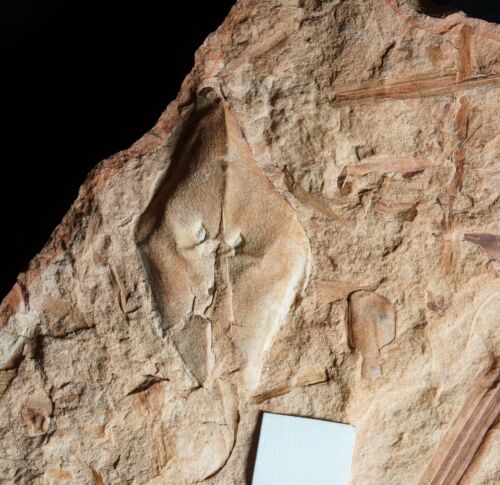 Carboniferous fossil plant - big 3D unknown Lepidodendron species leaf cushion - Bild 3 von 10