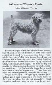 Soft Coated Wheaten Terrier - 1970 Vintage Dog Art Photo Print - Matted GIFT