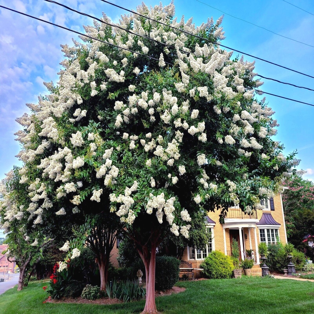 Japanese White Lilac Tree Seeds Flower Plant Cold Hardy