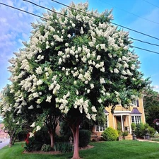 Japanese White Lilac Tree Seeds Flower Plant Cold Hardy Butterflies Hummingbirds
