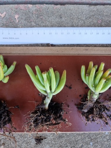 Crassula Ovata Hobbit - Gollum Jade Succulent |Tubular Leaves | Bonsai - Picture 4 of 11
