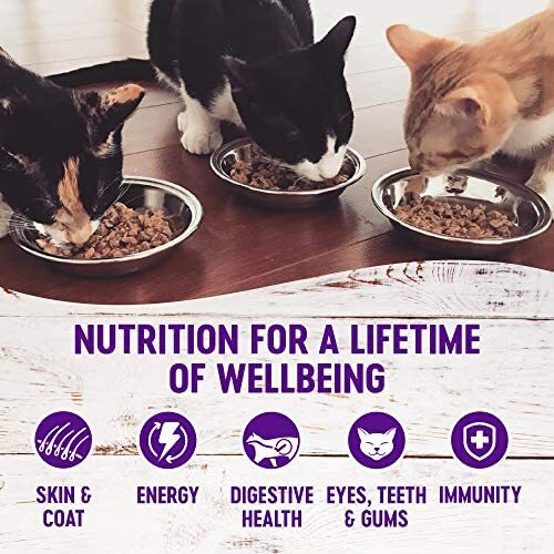 wellness kitten pate