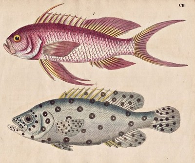 Fisch Fische fish Rothling Argus Lithographie Strack 1826