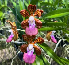 Papilionanda  Jairak Fragrance        *Very Fragrant