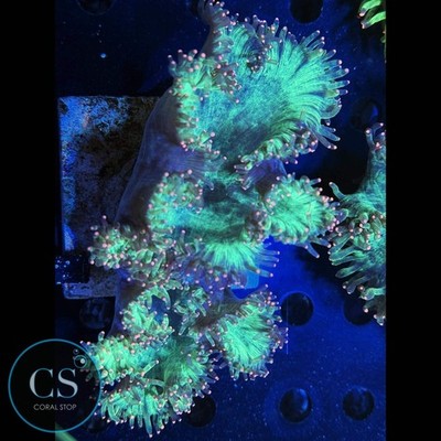 CS Pink Tip Elegance 5-6'' - WYSIWYG Live Coral