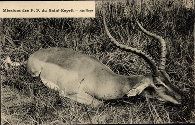Ak Saint Esprit Mission, liegende Antilope - 3936701