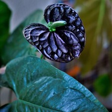 T&M Houseplant Anthurium Black Love Tender Perennial 9cm or 12cm Potted Plants