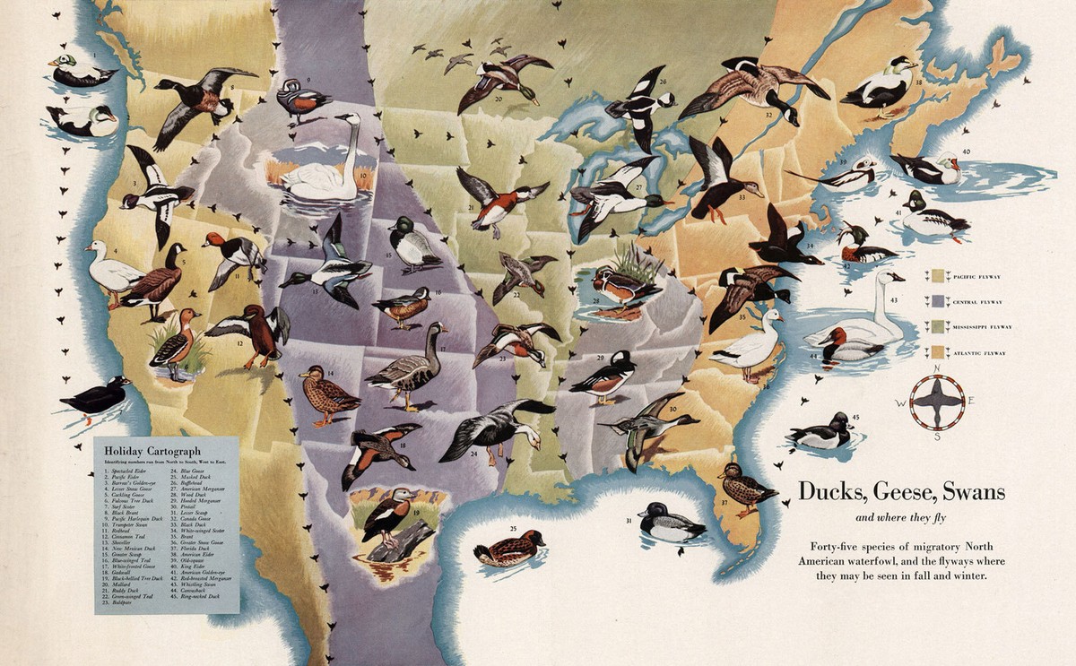 Pictorial Map of Migrating Birds Ducks Geese Swans US Canada Wall