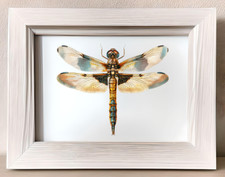 Dragonfly Art Print, Dragonfly Wall Art Decor Print, Nature Print, Botanical Art