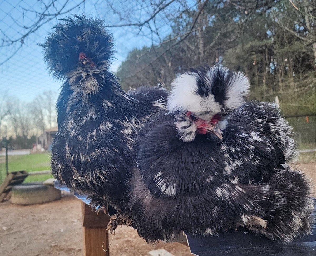 12 NPIP/AI Clean BROWN LEGHORN 🐓 Chicken Hatching Eggs SHOW QUALITY GRADE A
