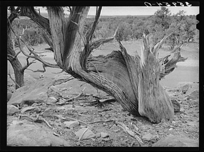 Photo:Apache County Arizona 1940 Twisted Mountain Juniper Tree FSA