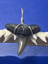 SHARK TOOTH PENDANT FOSSILIZED 7/8 Inch Upper LEMON Shark Tooth 