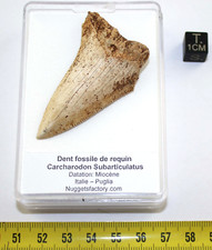 RARE ! Dent fossile requin Carcharodon Subarticulatus dans une boite (Italie**)