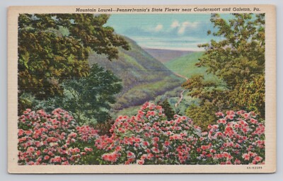 Mountain Laurel PA State Flower Coudersport & Galeton Pennsylvania Postcard