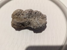 Fossil Coral Florida 3.8oz fossilized coral rock marine fossil
