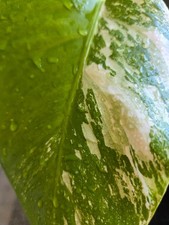 MONSTERA DELICIOSA  ALBO  VARIEGATED  RARE AROID Whole Plant Beautiful