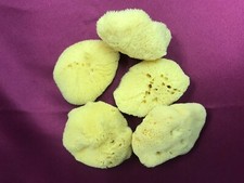 NATURAL 3"- 3.5"  SEA SILK SPONGES LOT OF 5 FROM GREECE