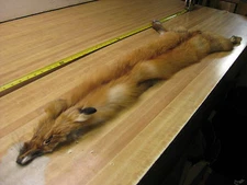 Tanned Red Fox Hide Furs Coats Taxidermy #  00000363 Row A-8