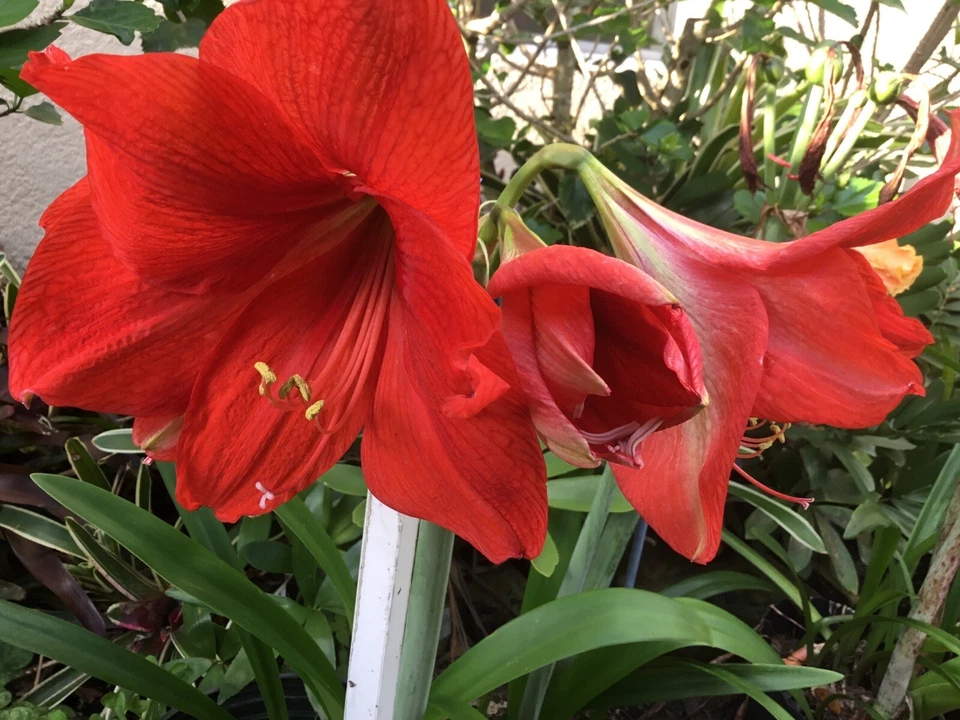 AMARYLLIS —- Mixed Colors --- 75 Fresh Seeds --- Free shipping in USA - Image 4 of 4