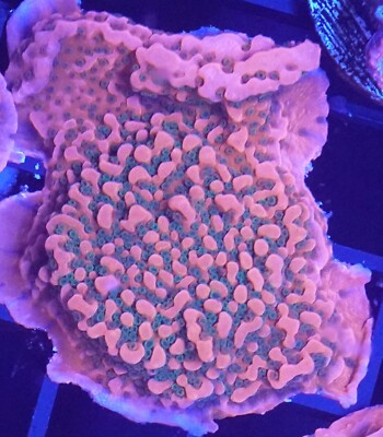 [WYSIWYG] WWC Cherry Tree Monti Cap Frag #1 Easy Montipora SPS Live Coral