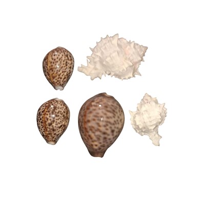 Lot Of 5 Seashells 3 Cypraea tigris And 2 Murex  Shells 