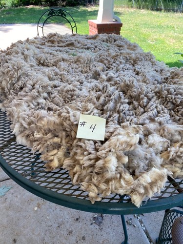 Targhee raw wool fleece #4 white - Picture 2 of 3