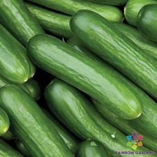 25+ Jawell Mini Cucumber Seeds for Garden Planting - USA - FREE SHIPPING!
