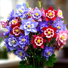 MCKANA GIANTS COLUMBINE 100 SEEDS PERENNIAL MIX HUMMINGBIRD FREE SHIPPING