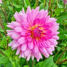 1 - ROSELLA DinnerPlate Dahlia Bulb Tuber Clump * NEW *MASSIVE PERENNIAL BLOOMS