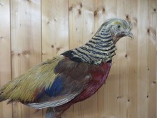 Fasan - Goldfasan, Tierpräparat