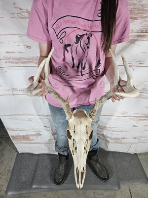 #ad Wild 8 Point Whitetail Deer Antler Rack Horn Skull European Mount Man Cave 105quot; $109.00