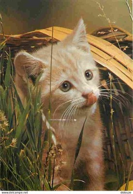 Postcard - Animals - Cats - Kittens - Red and White Cat - CPM - See Scan