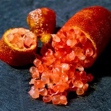 Red Finger Lime Tree - 30"-40" Tall Fruit Caviar Tree- Mature Fruiting Plant