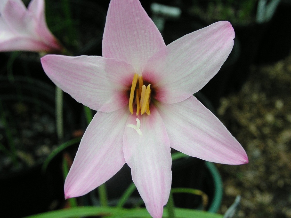 Rain Lily, Habranthus Floryi Cherry Pink, 3 bulbs, NEW, RARE